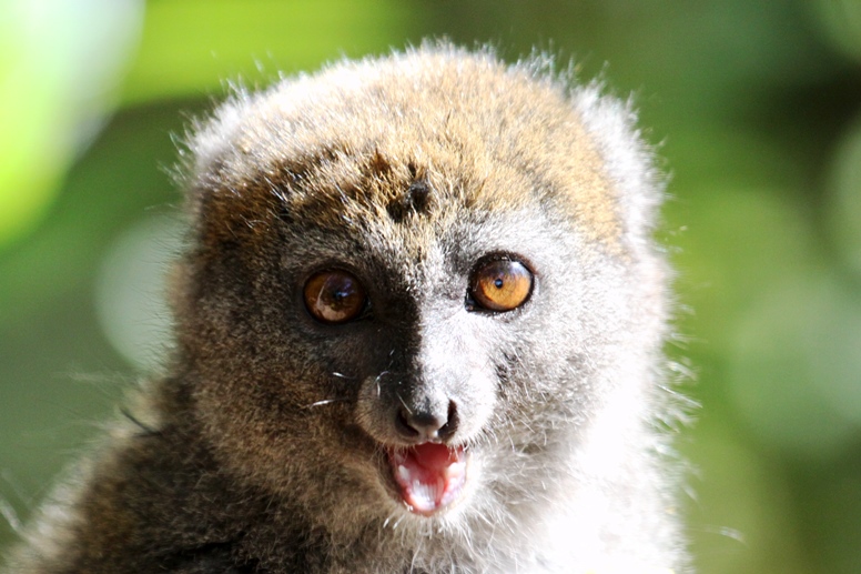 bamboo lemur